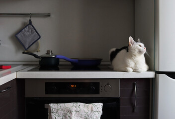 Kitchen, stove with a frying pan and a saucepan. A black and white cat lies on a kitchen set. Naughty cat on the table. Disorders of behavior in pets.