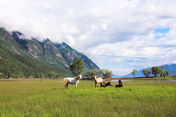 A herd of horses grazes in a green flooded meadow near Lake Teletskoye, Altai. Mountains covered with clouds and fog. Pastoral mountain landscape