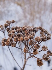 plants in winter