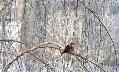 Grosbeak bird on a winter branch.
