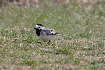 A wagtail bird on the green grass. He walks across the lawn. The beak is slightly open.
A bird with a long tail. A warm summer day in the garden.