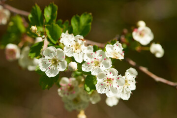 Blüten des Eingriffeligen Weißdorn	