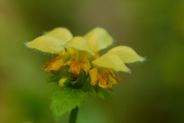 Gewöhnliche Goldnessel (Lamium galeobdolon )	