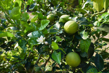 Citrus × aurantiifolia; Limes are fruitful and large with small white flowers.  