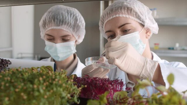 Lockdown of two Caucasian female biotechnologists wearing medical overall, masks and gloves checking condition of young plants and taking sample of them for research