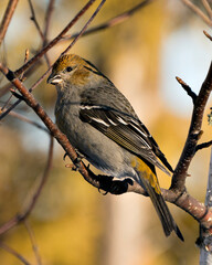 Grosbeak Stock Photo. Close-up profile view perched on a branch displaying feather wings with a blur background in the winter season in its environment and habitat. Image. Picture. Portrait.