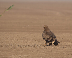A steppe eagle sitting in between of a desert with a nice blurred background