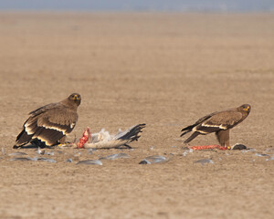 Two steppe Eagles eating it's prey which is a common crane in the between of a desert in little rann of Kutch Gujarat