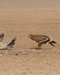 A steppe Eagle eating it's prey which is a common crane in the between of a desert in little rann of Kutch Gujarat