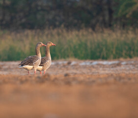 A pair of Greylag goose (male and female) perched in their natural habitat or grassland