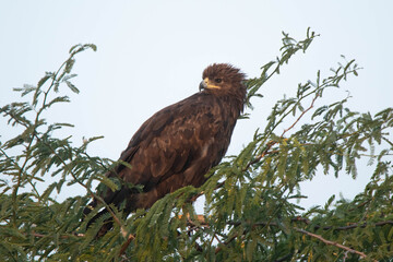 A Greater Spotted Eagle sitting on a branch with a clean background.