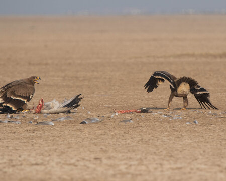Two steppe eagles fighting to eat their prey which is a common crane in between of a desert