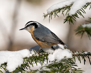 Nuthatch Stock Photos. Close-up profile view perched on a tree branch with snow in its environment and habitat with a blur background, displaying feather plumage and bird tail.  Image. Picture. 