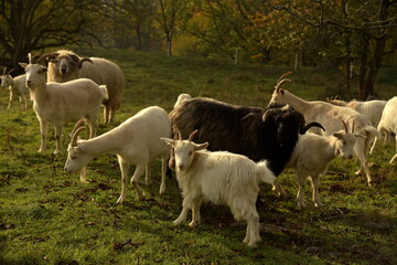 Herd of goats in a pasture.