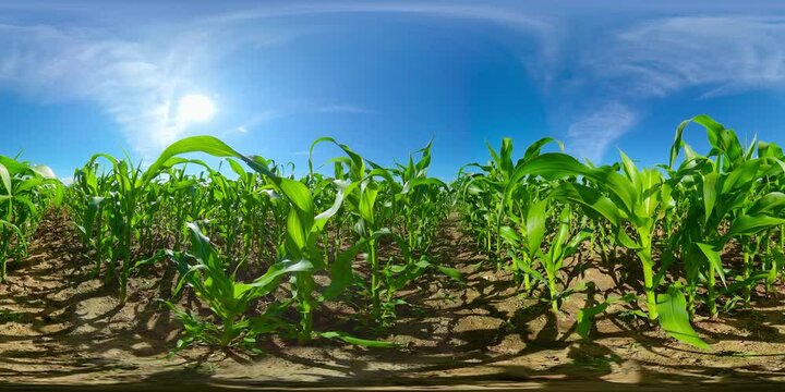 Beautiful summer landscape of a corn field. Countryside Landscape With Growing Corn Field. Virtual Reality 360.