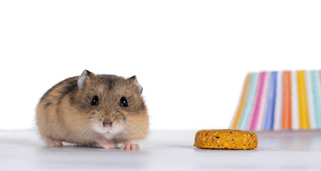 Cute baby hamster standing beside treat and colorful cupcake paper. Looking towards camera....