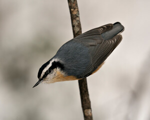  Nuthatch stock photos. Nuthatch close-up profile view perched on a tree branch in its environment and habitat with a blur background, displaying feather plumage and bird tail.  Image. Picture. 