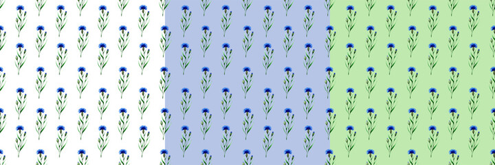 Set with three cornflowers seamless patterns on white,blue and green backgrounds.