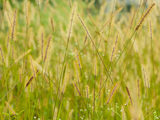 Fields of gold In Brazil