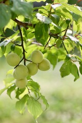 木に実っている梅の実