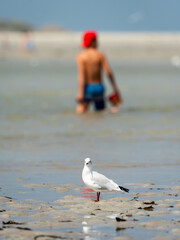 A black-headed gull standing on the beach