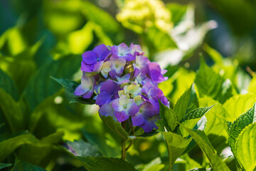 Blue-purple flower in a green background in sunny weather.