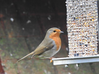 Robin on a seed feeder