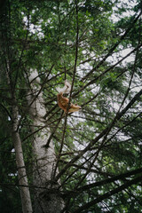 A pattern of spruce branches, among which a squirrel sits and eats something. Look up, the...