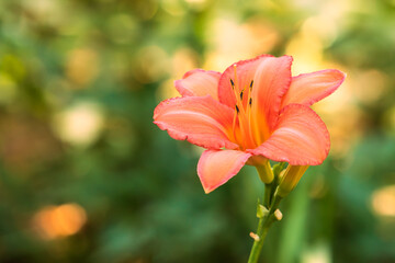 The red-pink lily flower has pistils. The background is green with beautiful bokeh.