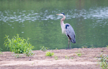 Gray Heron at the Lake