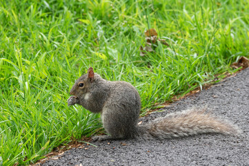 Gray Squirrel Outdoors
