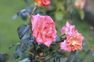 Roses in the garden