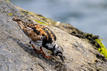 A Ruddy Turnstone