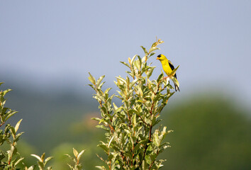 American Goldfinch in a Tree