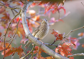 Female House Finch in a Japanes Red Maple Tree