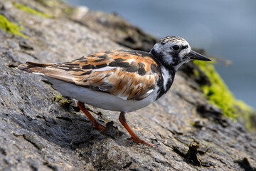 A Ruddy Turnstone