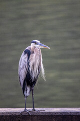 Gray Heron in the Rain