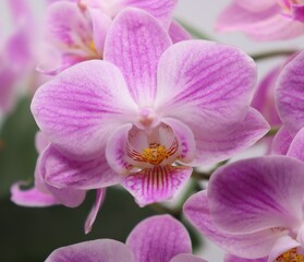 Fototapeta na wymiar closeup of pink orchid phalaenopsis