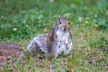 Naklejka na ściany i meble Gray Squirrel Eating on the Lawn