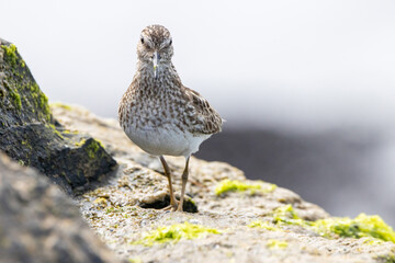 A Least Sandpiper