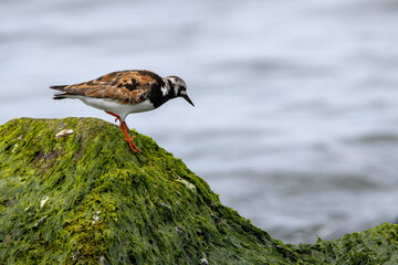 A Ruddy Turnstone