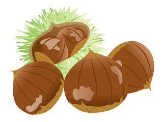 イガに入った栗のイラスト