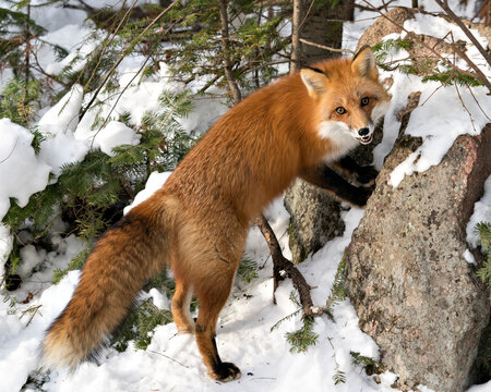 Red Fox Stock Photo. Red fox standing by a rock in the winter season in its environment and habitat with snow and forest  background displaying open mouth, bushy fox tail, fur. Fox Image. 