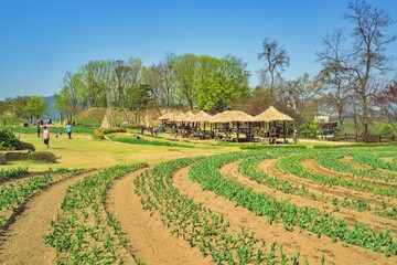 rice field