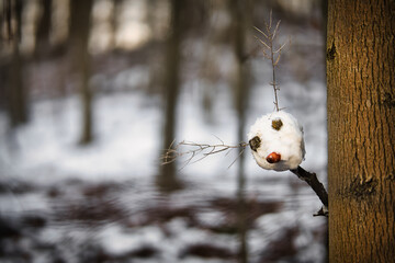 Schneetier
