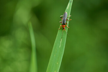 Naklejka premium Gemeiner Weichkäfer (Cantharis fusca) 
