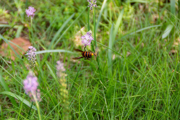 生態系
オオスズメバチがハラナガバチを捕食