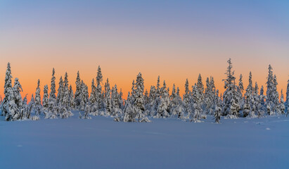 Sunset over a snow covered arctic pine forest in a winter wonderland.