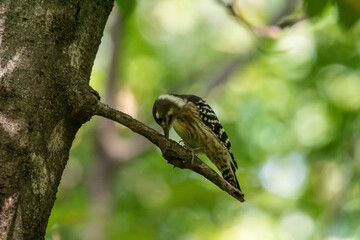 コゲラ　日本に生息するキツツキの仲間で一番小さい種です