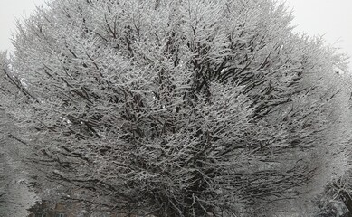 snow covered tree
